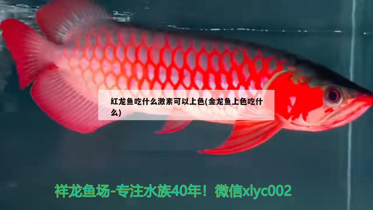 龍魚(yú)什么樣算掉眼睛(龍魚(yú)什么樣算掉眼睛啦)