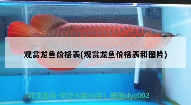 金頭月光魚如何區(qū)分公母，月光魚是冷水魚嗎