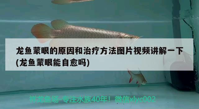 龍魚蒙眼的原因和治療方法圖片視頻講解一下(龍魚蒙眼能自愈嗎)