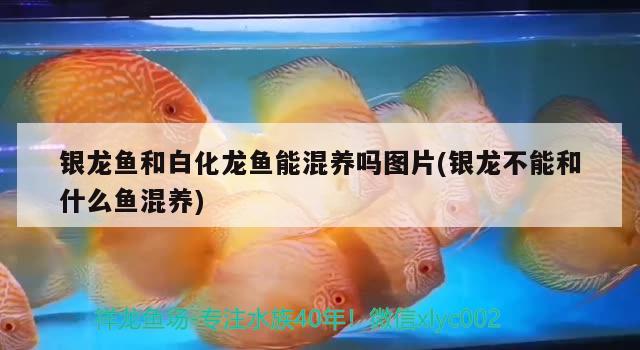 銀龍魚和白化龍魚能混養(yǎng)嗎圖片(銀龍不能和什么魚混養(yǎng)) 銀龍魚