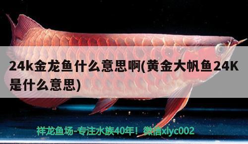 24k金龍魚什么意思啊(黃金大帆魚24K是什么意思) 印尼紅龍魚