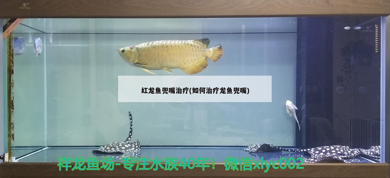 龍魚有一點(diǎn)點(diǎn)蒙眼(龍魚有一點(diǎn)點(diǎn)蒙眼正常嗎) 電鰻