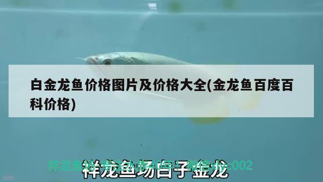 白金龍魚價(jià)格圖片及價(jià)格大全(金龍魚百度百科價(jià)格)