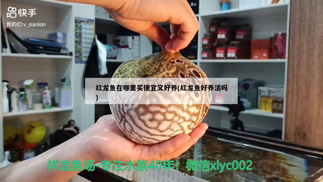 紅龍魚在哪里買便宜又好養(yǎng)(紅龍魚好養(yǎng)活嗎) 廣州水族批發(fā)市場