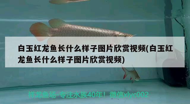 白玉紅龍魚長什么樣子圖片欣賞視頻(白玉紅龍魚長什么樣子圖片欣賞視頻) 白玉紅龍魚