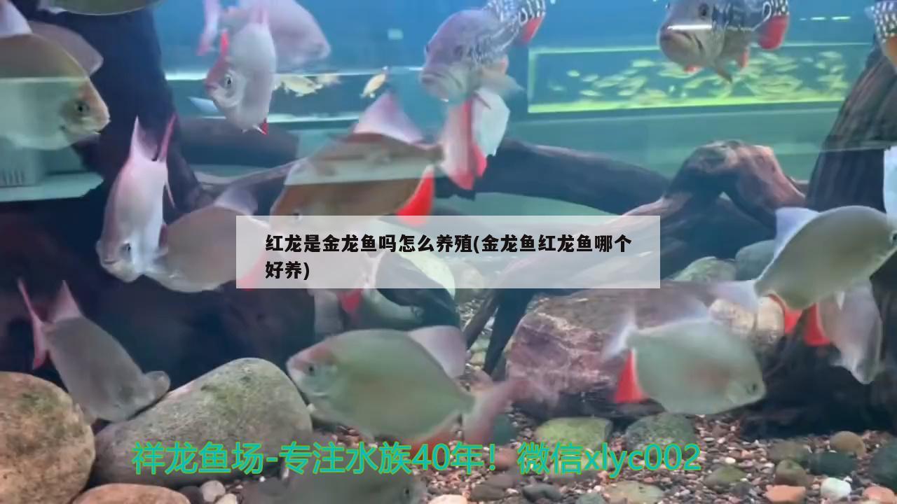 紅龍是金龍魚嗎怎么養(yǎng)殖(金龍魚紅龍魚哪個(gè)好養(yǎng)) 圖騰金龍魚