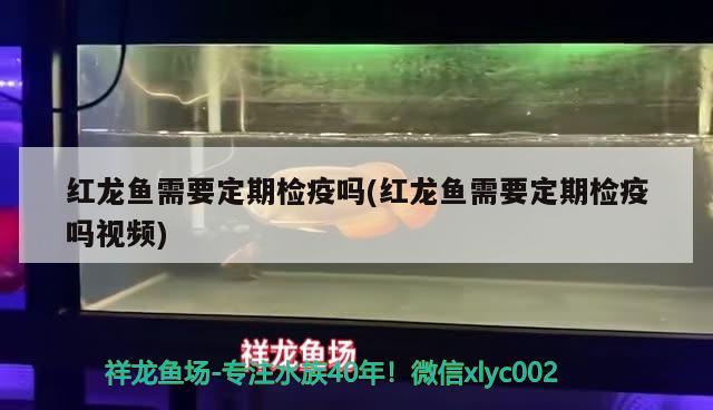 紅龍魚需要定期檢疫嗎(紅龍魚需要定期檢疫嗎視頻) 成吉思汗鯊（球鯊）魚