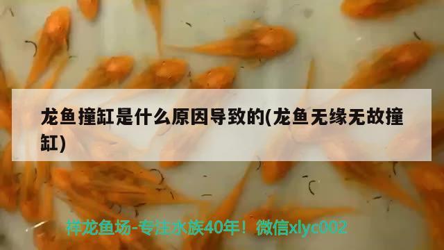 紅龍魚褪色上色(紅龍魚褪色多久能回色)