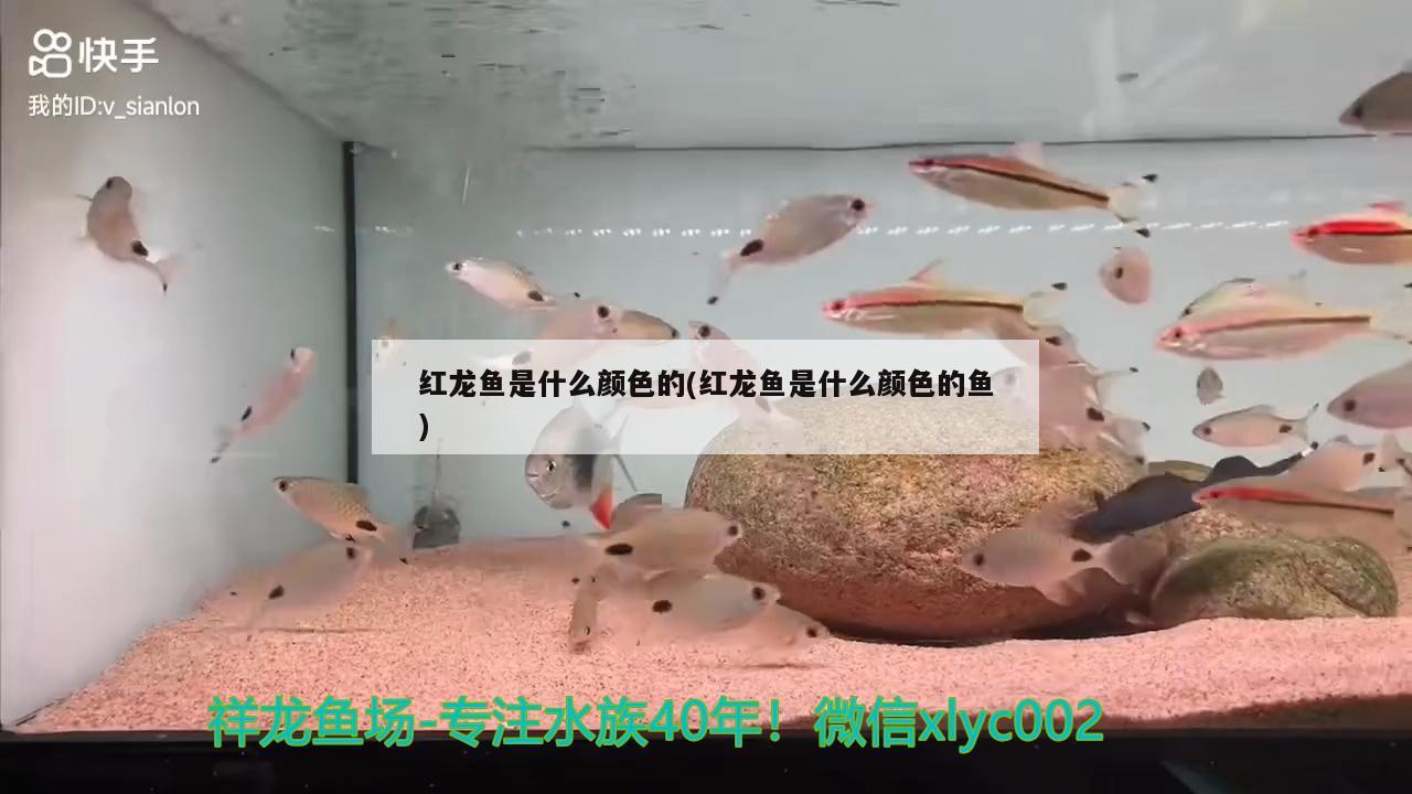 小型魚缸擺放位置風水圖（請問這個戶型魚缸放哪合適） 朱巴利魚 第2張