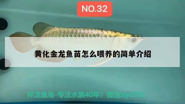 黃化金龍魚苗怎么喂養(yǎng)的簡單介紹 國產(chǎn)元寶鳳凰魚