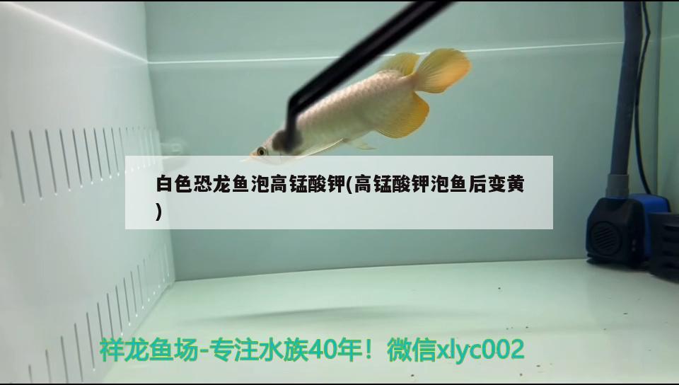 白色恐龍魚泡高錳酸鉀(高錳酸鉀泡魚后變黃)