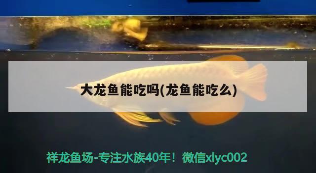 大龍魚能吃嗎(龍魚能吃么) 狗仔（招財(cái)貓)魚苗