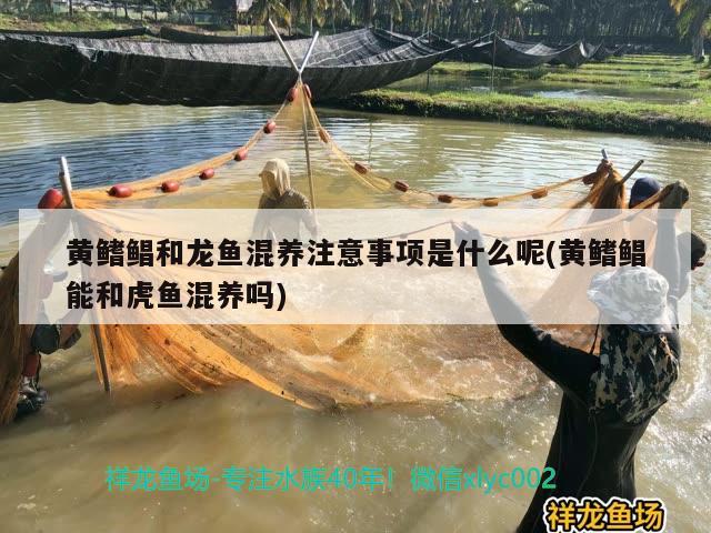 黃鰭鯧和龍魚(yú)混養(yǎng)注意事項(xiàng)是什么呢(黃鰭鯧能和虎魚(yú)混養(yǎng)嗎) 虎魚(yú)百科