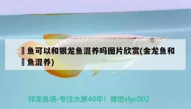 龍魚缸過濾系統(tǒng)安裝圖(龍魚魚缸過濾系統(tǒng)圖解) 白子銀版魚苗 第3張