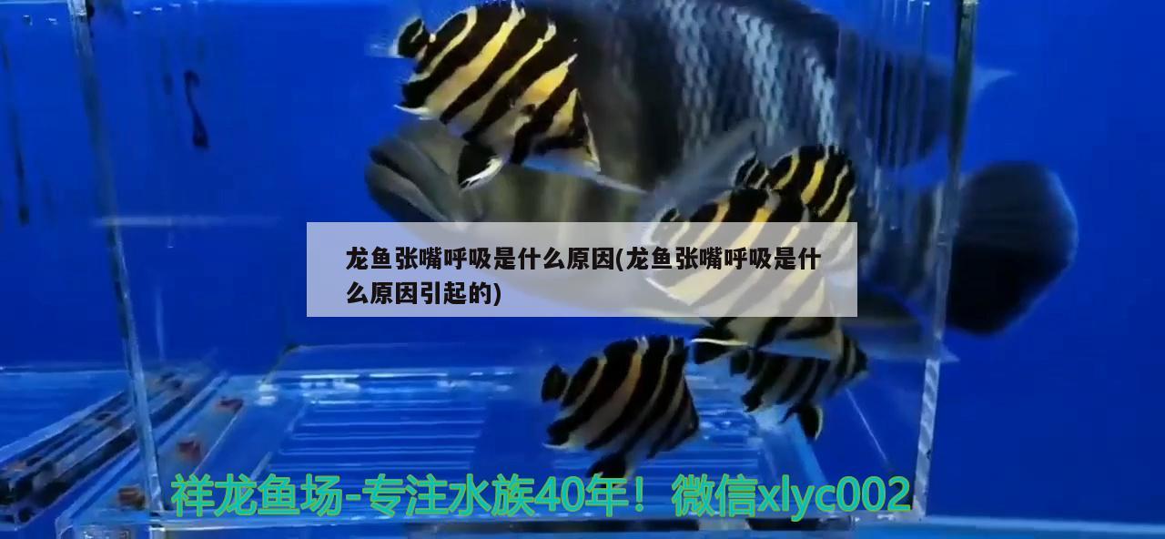 龍魚(yú)張嘴呼吸是什么原因(龍魚(yú)張嘴呼吸是什么原因引起的) 黑金魟魚(yú)