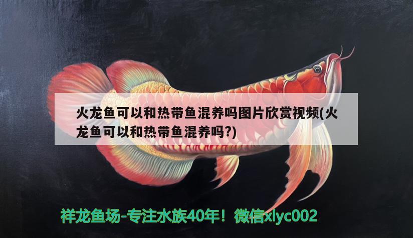 火龍魚可以和熱帶魚混養(yǎng)嗎圖片欣賞視頻(火龍魚可以和熱帶魚混養(yǎng)嗎?) 圖騰金龍魚