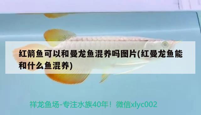 紅箭魚(yú)可以和曼龍魚(yú)混養(yǎng)嗎圖片(紅曼龍魚(yú)能和什么魚(yú)混養(yǎng)) 廣州水族器材濾材批發(fā)市場(chǎng)