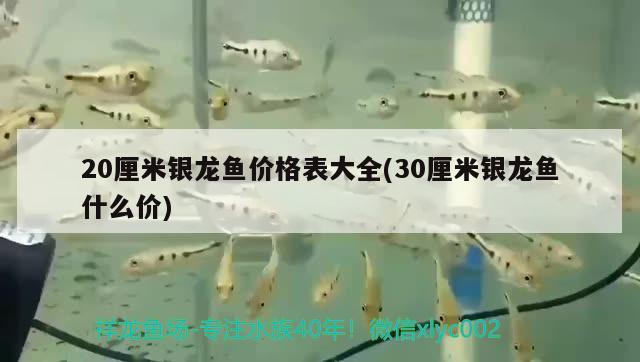 20厘米銀龍魚價格表大全(30厘米銀龍魚什么價)