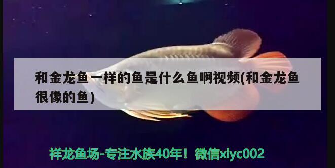 和金龍魚一樣的魚是什么魚啊視頻(和金龍魚很像的魚) 潛水泵