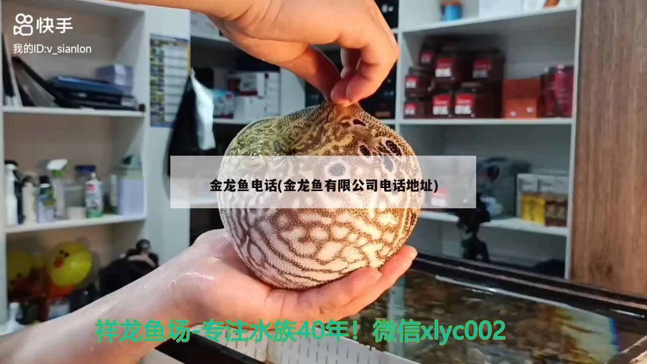 金龍魚(yú)電話(huà)(金龍魚(yú)有限公司電話(huà)地址)