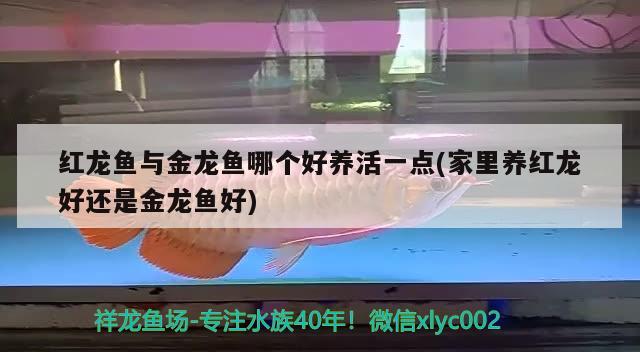 紅龍魚與金龍魚哪個好養(yǎng)活一點(家里養(yǎng)紅龍好還是金龍魚好) 泰國雪鯽魚