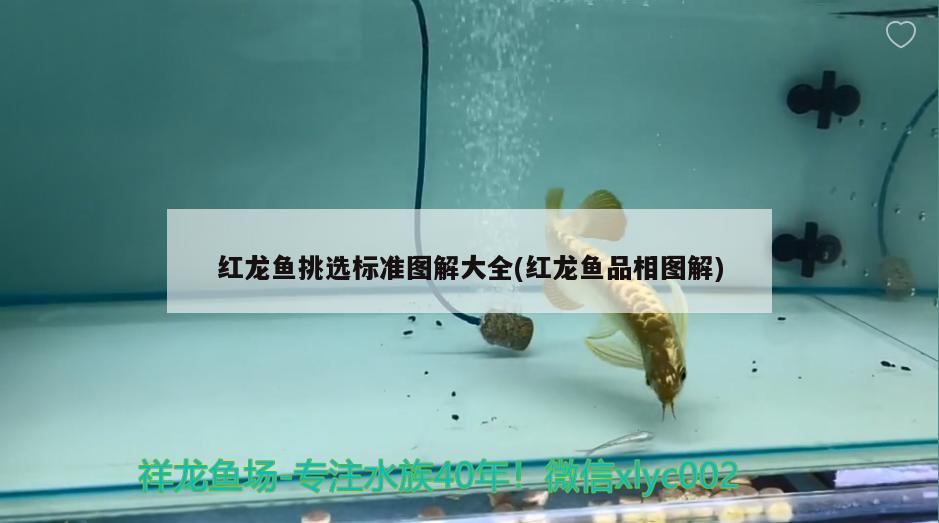 紅龍魚(yú)挑選標(biāo)準(zhǔn)圖解大全(紅龍魚(yú)品相圖解) 高背金龍魚(yú)