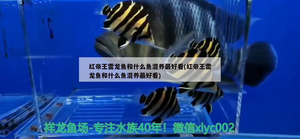 紅帝王雷龍魚(yú)和什么魚(yú)混養(yǎng)最好看(紅帝王雷龍魚(yú)和什么魚(yú)混養(yǎng)最好看) 祥龍水族護(hù)理水