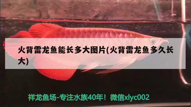 火背雷龍魚能長多大圖片(火背雷龍魚多久長大) 豹紋夫魚苗