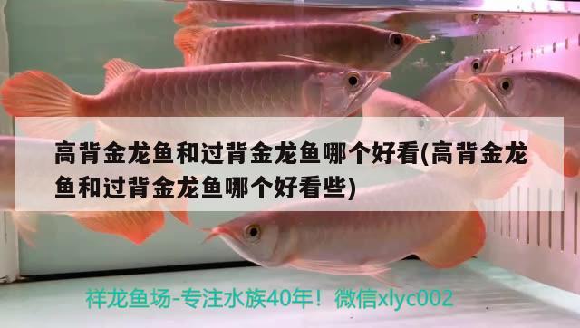 高背金龍魚和過背金龍魚哪個好看(高背金龍魚和過背金龍魚哪個好看些) 高背金龍魚