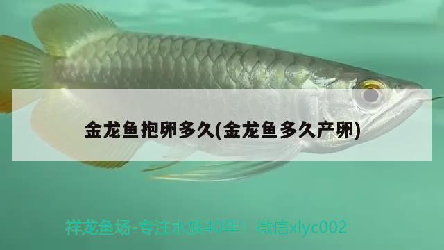 金龍魚抱卵多久(金龍魚多久產(chǎn)卵)