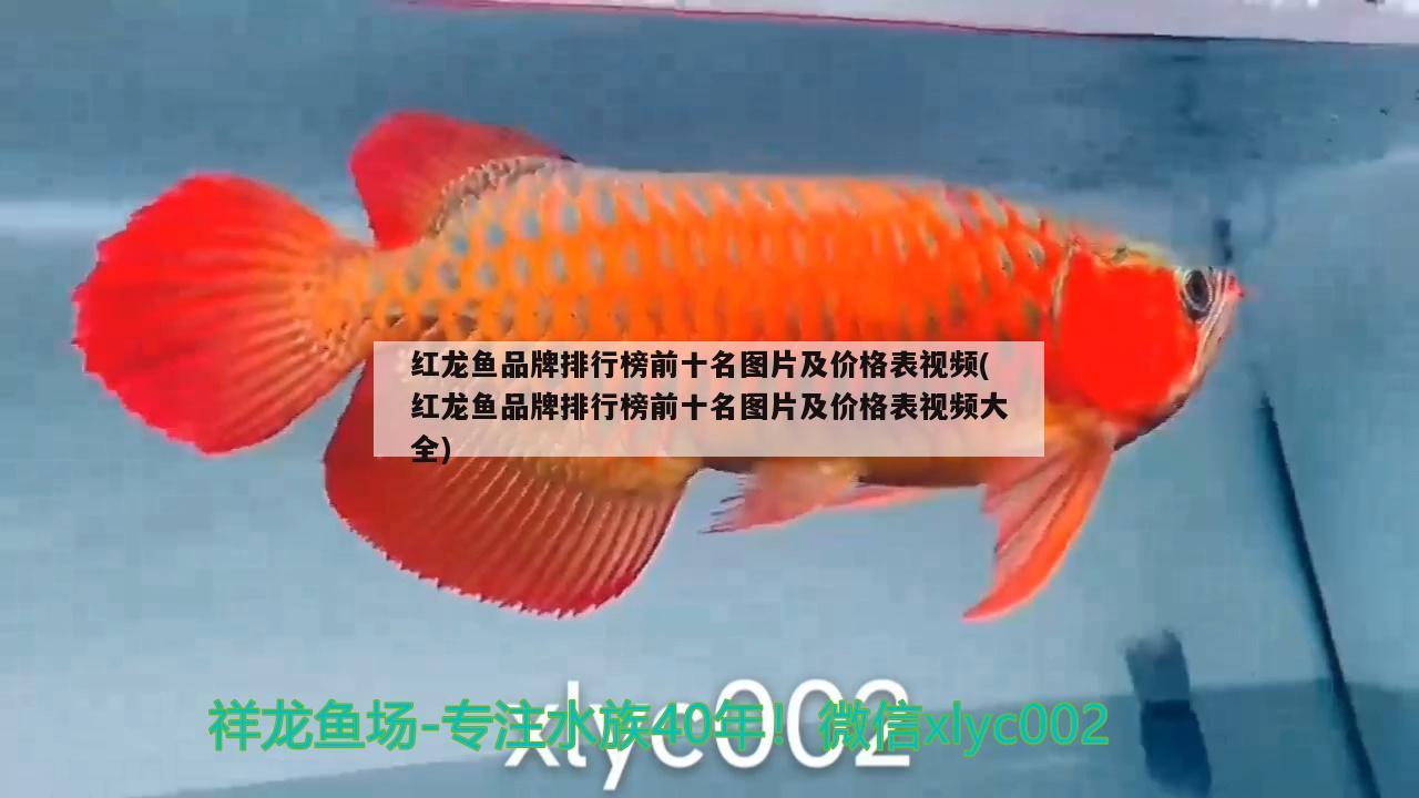 南美小魚(yú)缸造景圖(南美小魚(yú)缸造景圖片大全) 一眉道人魚(yú) 第4張