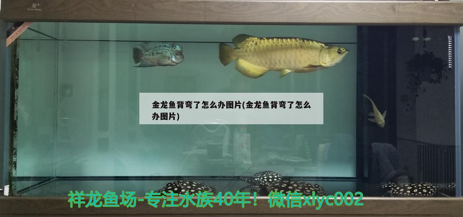 金龍魚背彎了怎么辦圖片(金龍魚背彎了怎么辦圖片) 紅老虎魚