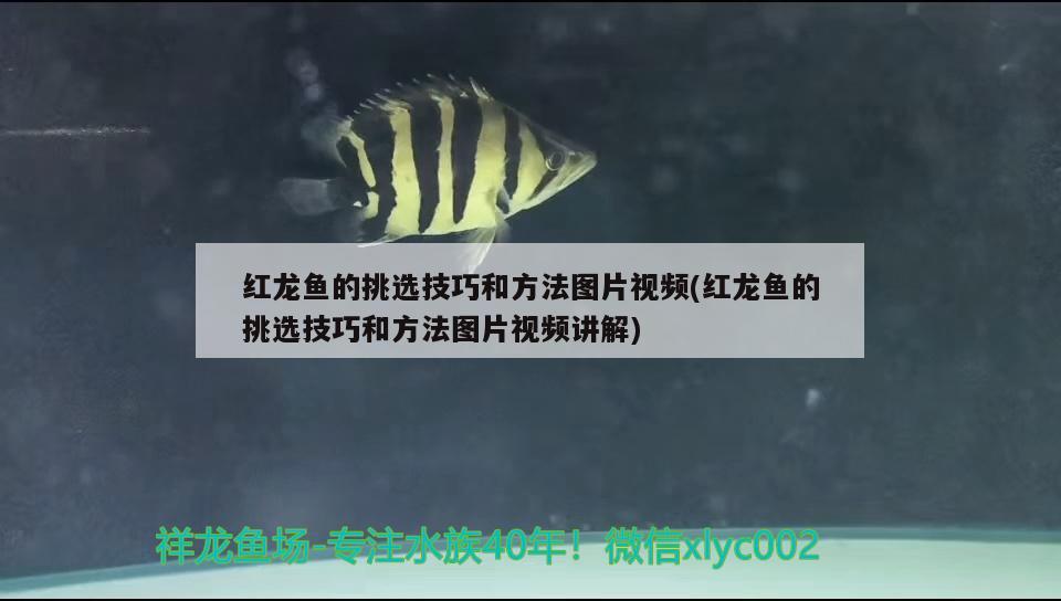 廣州水族館皇冠黑白魟魚(yú)