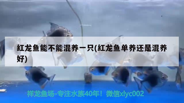 紅龍魚能不能混養(yǎng)一只(紅龍魚單養(yǎng)還是混養(yǎng)好)