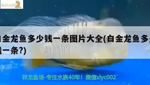 白金龍魚多少錢一條圖片大全(白金龍魚多少錢一條?) 星點(diǎn)金龍魚