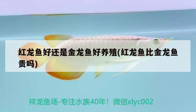 紅龍魚好還是金龍魚好養(yǎng)殖(紅龍魚比金龍魚貴嗎) 黑金魟魚