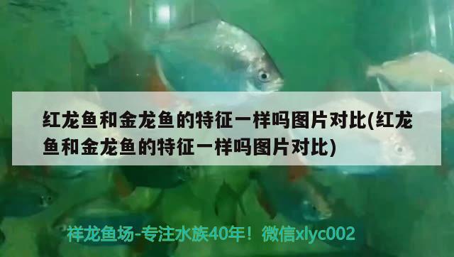 紅龍魚(yú)和金龍魚(yú)的特征一樣嗎圖片對(duì)比(紅龍魚(yú)和金龍魚(yú)的特征一樣嗎圖片對(duì)比) 雪龍魚(yú)