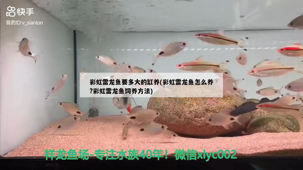 彩虹雷龍魚要多大的缸養(yǎng)(彩虹雷龍魚怎么養(yǎng)?彩虹雷龍魚飼養(yǎng)方法) 過背金龍魚 第1張