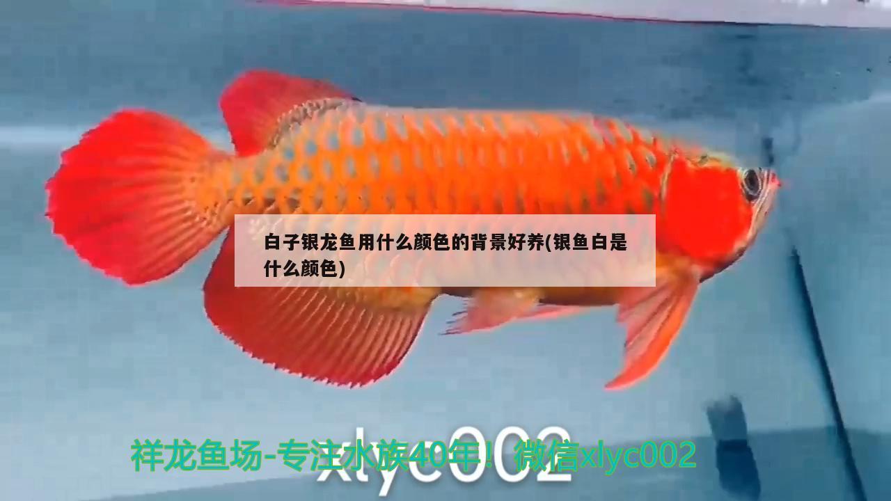 白子銀龍魚(yú)用什么顏色的背景好養(yǎng)(銀魚(yú)白是什么顏色)