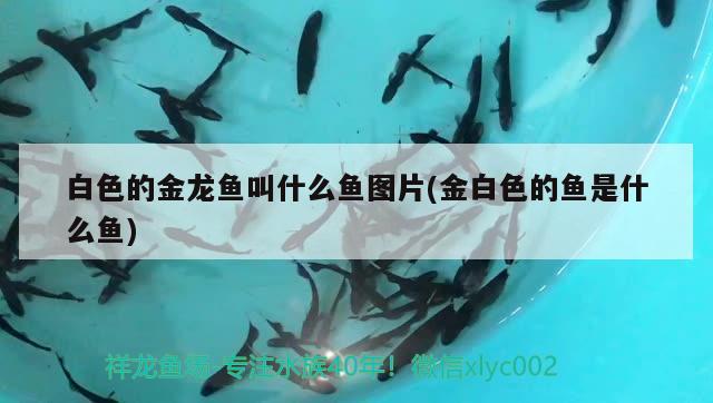 金魚缸的尺寸及價(jià)格表大全（金魚缸的尺寸及價(jià)格表大全圖片） 觀賞魚 第4張