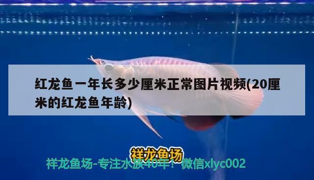 紅龍魚一年長多少厘米正常圖片視頻(20厘米的紅龍魚年齡) 斑馬狗頭魚