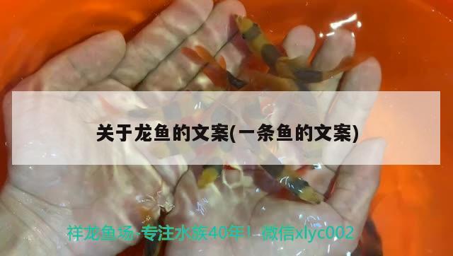 關(guān)于龍魚的文案(一條魚的文案) 月光鴨嘴魚苗