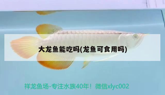 大龍魚能吃嗎(龍魚可食用嗎)