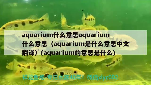 aquarium什么意思aquarium什么意思（aquarium是什么意思中文翻譯）(aquarium的意思是什么)