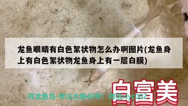 看魚(yú)埃蚊子咬 羅漢魚(yú)批發(fā) 第2張