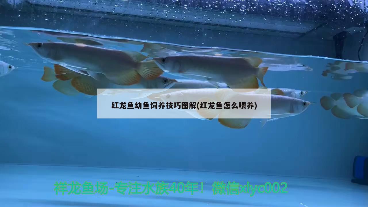 紅龍魚幼魚飼養(yǎng)技巧圖解(紅龍魚怎么喂養(yǎng))