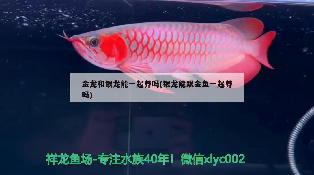 金龍和銀龍能一起養(yǎng)嗎(銀龍能跟金魚一起養(yǎng)嗎) 廣州祥龍國際水族貿(mào)易