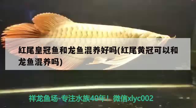 紅尾皇冠魚(yú)和龍魚(yú)混養(yǎng)好嗎(紅尾黃冠可以和龍魚(yú)混養(yǎng)嗎) 玫瑰銀版魚(yú)