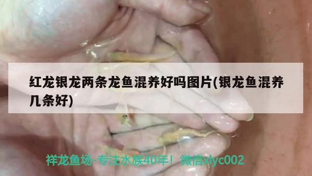 廣州觀賞魚批發(fā)市場在哪個地方(廣州觀賞魚批發(fā)市場在哪個地方呀) 觀賞魚批發(fā) 第2張