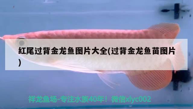 紅尾過背金龍魚圖片大全(過背金龍魚苗圖片) 過背金龍魚